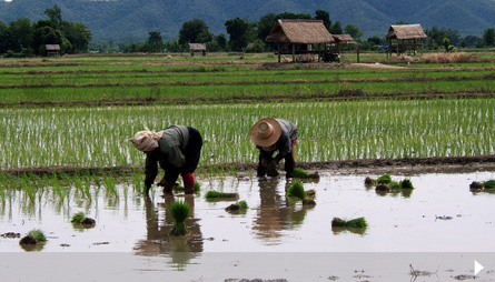 Planting season for rice farmers in rural Thailand.